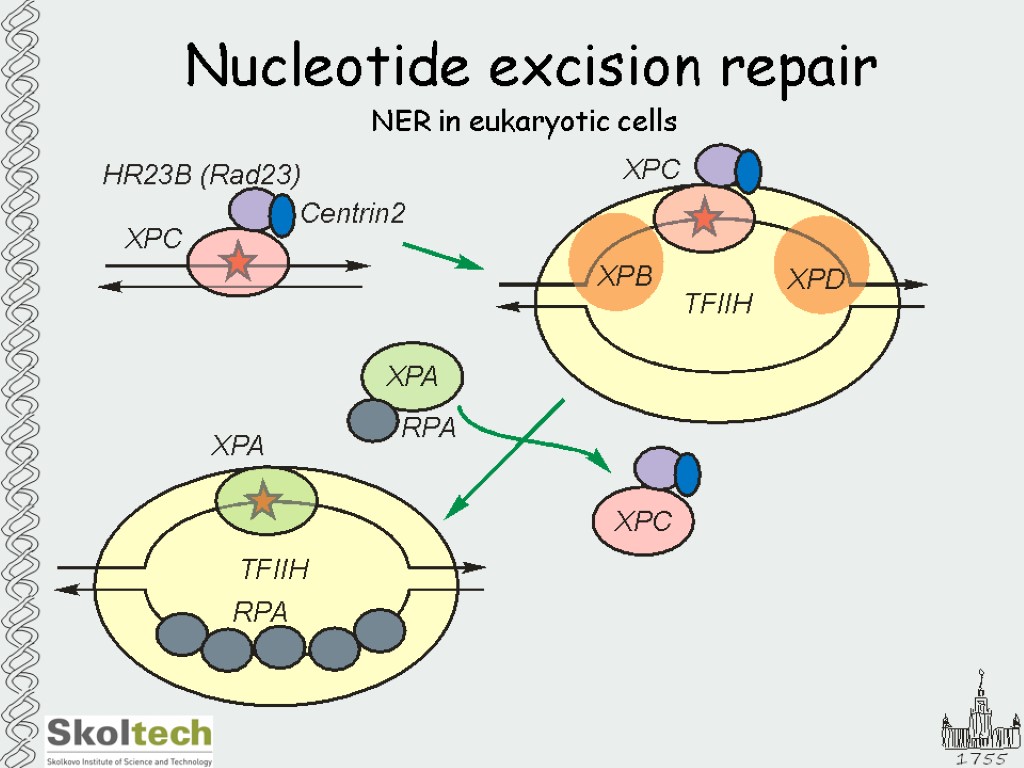 Nucleotide excision repair NER in eukaryotic cells